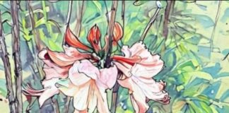 Native Azalea and Wildflower Sale coming March 22