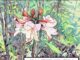 Native Azalea and Wildflower Sale coming March 22