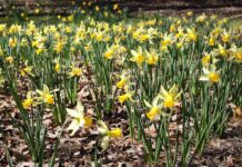 Spring bulbs not blooming? Plan for next season