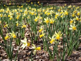 Spring bulbs not blooming? Plan for next season