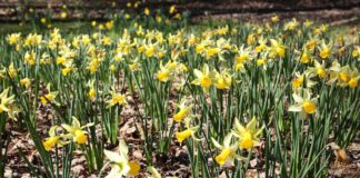 Spring bulbs not blooming? Plan for next season