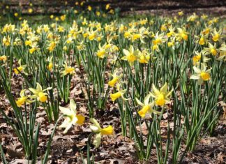 Spring bulbs not blooming? Plan for next season
