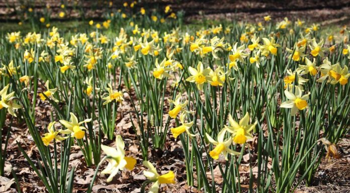 Spring bulbs not blooming? Plan for next season