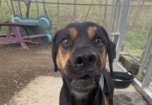 Pet of the Week: Mr. Hanover is ready to see you now