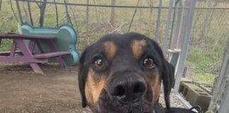 Pet of the Week: Mr. Hanover is ready to see you now