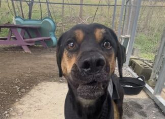 Pet of the Week: Mr. Hanover is ready to see you now