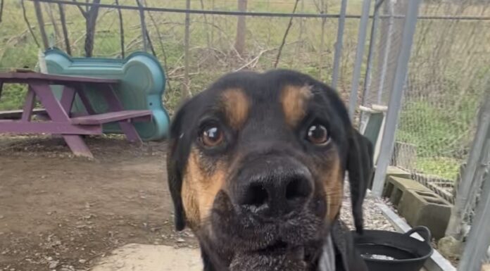 Pet of the Week: Mr. Hanover is ready to see you now