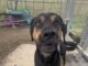 Pet of the Week: Mr. Hanover is ready to see you now