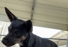 Pet of the Week: Let Vicki-Jo dazzle you with a show