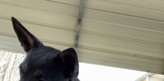 Pet of the Week: Let Vicki-Jo dazzle you with a show