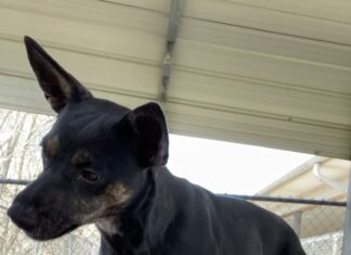 Pet of the Week: Let Vicki-Jo dazzle you with a show