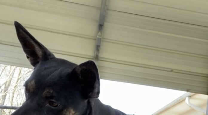 Pet of the Week: Let Vicki-Jo dazzle you with a show