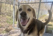 Pet of the Week: Tippy Tappy Toes will dance right into your heart!