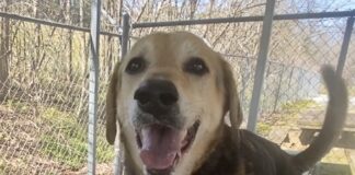 Pet of the Week: Tippy Tappy Toes will dance right into your heart!