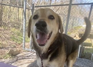 Pet of the Week: Tippy Tappy Toes will dance right into your heart!