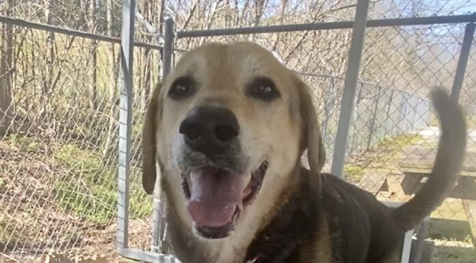 Pet of the Week: Tippy Tappy Toes will dance right into your heart!