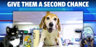 Adopt your new bestie at the Cullman County Animal Shelter!