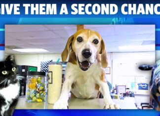 Adopt your new bestie at the Cullman County Animal Shelter!