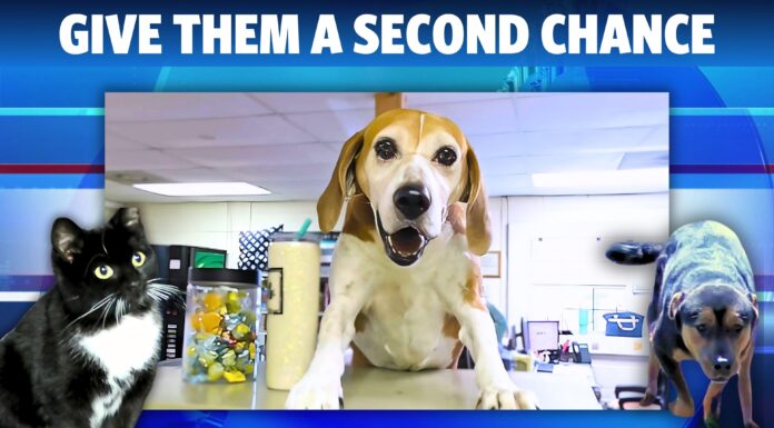 Adopt your new bestie at the Cullman County Animal Shelter!