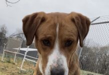 Pet of the Week: Notable Ned