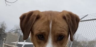 Pet of the Week: Notable Ned