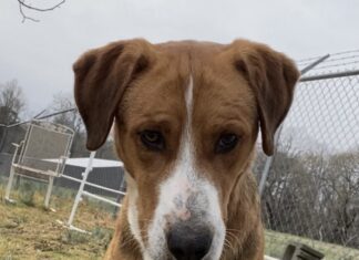 Pet of the Week: Notable Ned