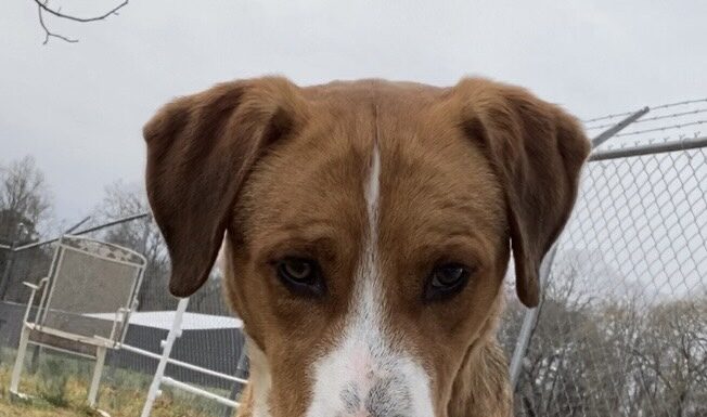 Pet of the Week: Notable Ned