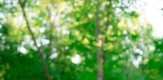 Snead’s Farmhouse shifts focus