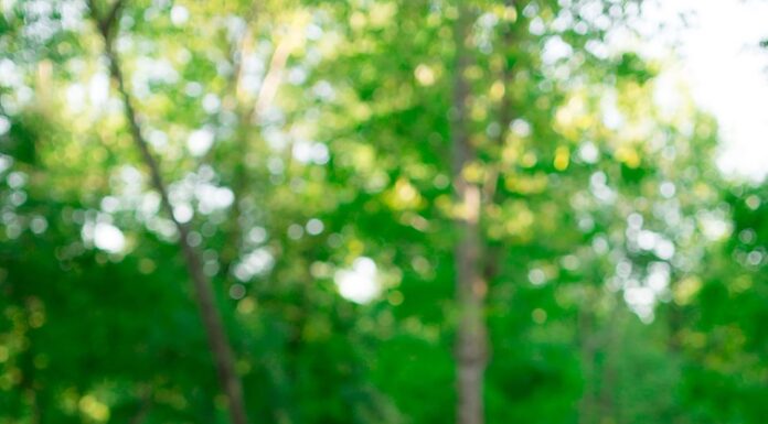 Snead’s Farmhouse shifts focus