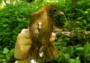 Rainer: Alabama’s WFF expanding Motus Wildlife Tracking Network
