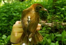 Rainer: Alabama’s WFF expanding Motus Wildlife Tracking Network