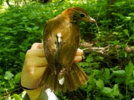 Rainer: Alabama’s WFF expanding Motus Wildlife Tracking Network