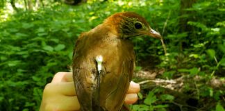 Rainer: Alabama’s WFF expanding Motus Wildlife Tracking Network