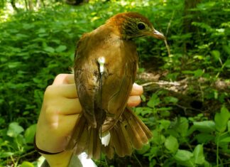 Rainer: Alabama’s WFF expanding Motus Wildlife Tracking Network