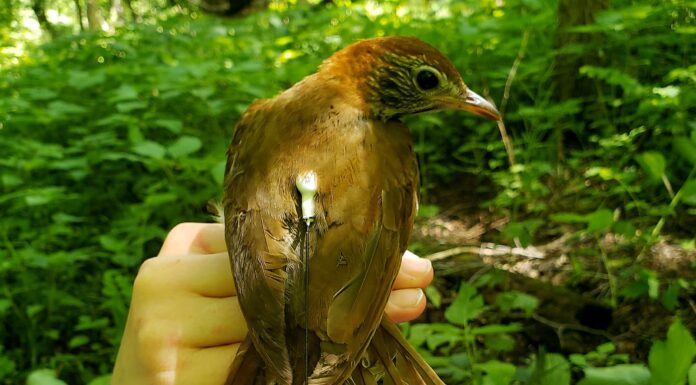 Rainer: Alabama’s WFF expanding Motus Wildlife Tracking Network