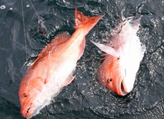 Rainer: Advisory Board gets update, expands snapper season