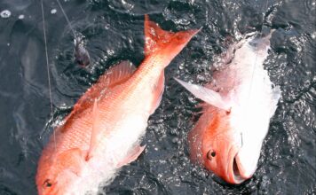 Rainer: Advisory Board gets update, expands snapper season