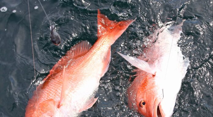 Rainer: Advisory Board gets update, expands snapper season
