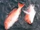 Rainer: Advisory Board gets update, expands snapper season