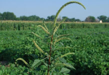 Auburn University Weed Bionomics Lab leads fight against no. 1 crop pest