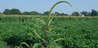 Auburn University Weed Bionomics Lab leads fight against no. 1 crop pest