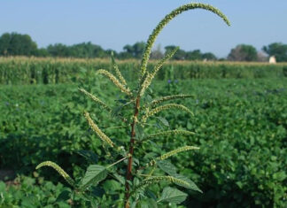 Auburn University Weed Bionomics Lab leads fight against no. 1 crop pest