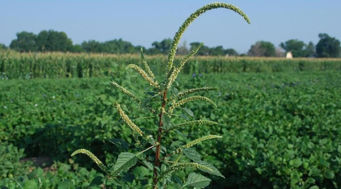 Auburn University Weed Bionomics Lab leads fight against no. 1 crop pest