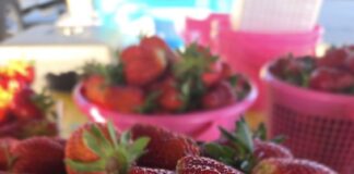 Cullman Farmers’ Market at the Festhalle open for season