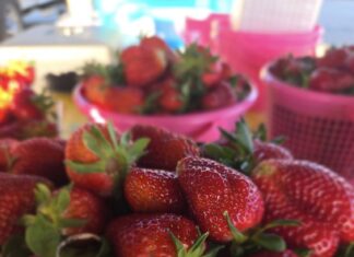 Cullman Farmers’ Market at the Festhalle open for season