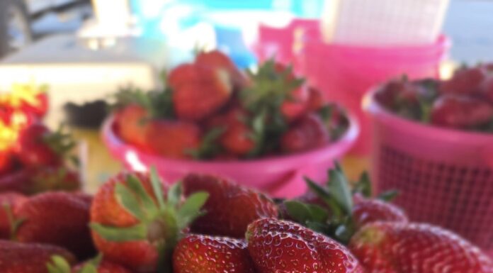 Cullman Farmers’ Market at the Festhalle open for season