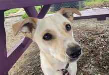 Pet of the Week: Lay back and chill with Marley