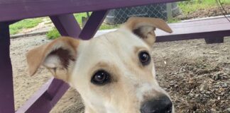 Pet of the Week: Lay back and chill with Marley