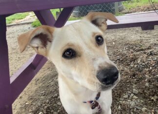 Pet of the Week: Lay back and chill with Marley