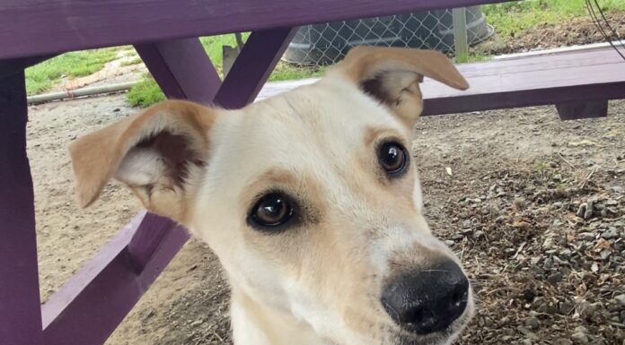 Pet of the Week: Lay back and chill with Marley